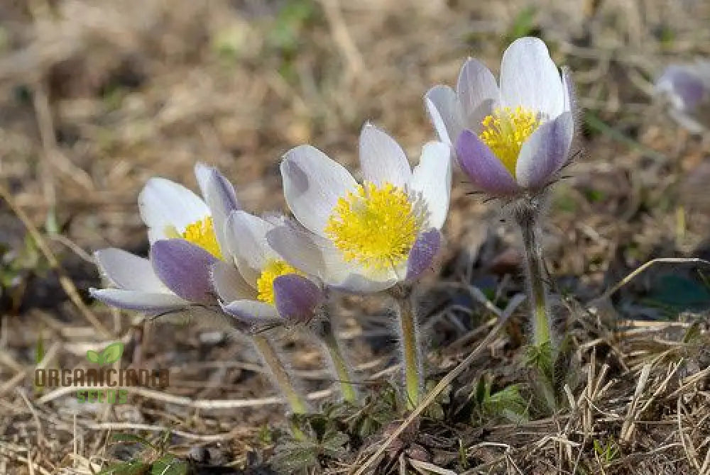 Pulsatilla Vernalis Flower Seeds For Planting Early Spring Blooms For A Vibrant Garden