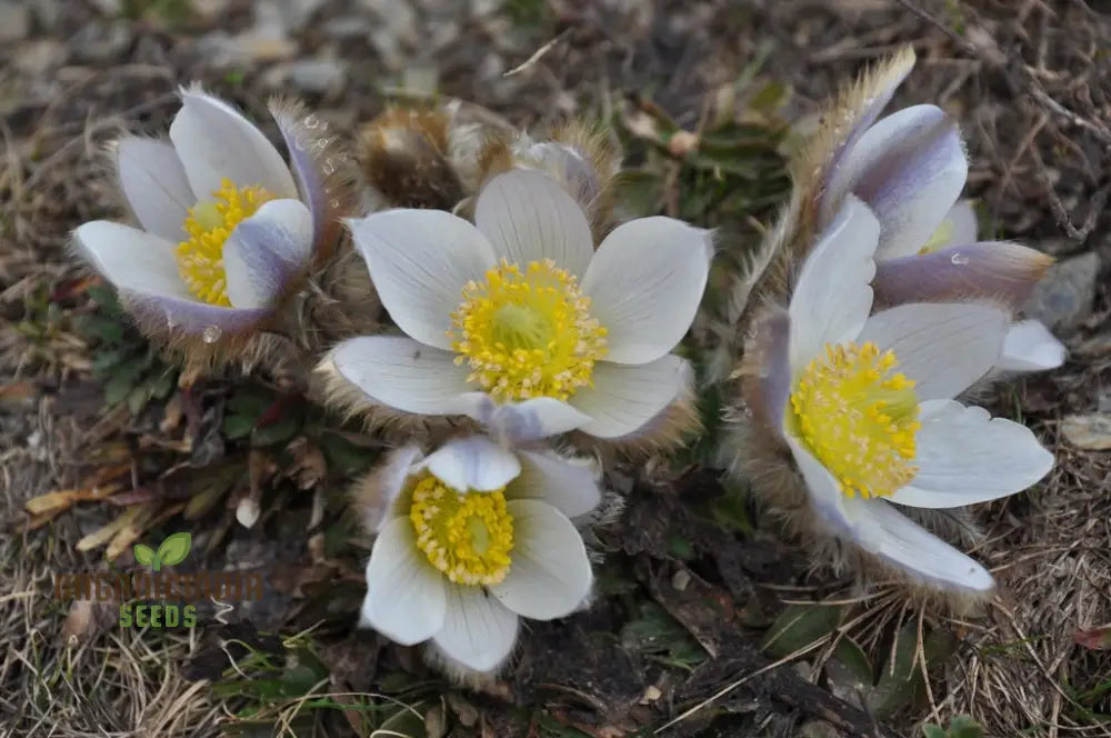 Pulsatilla Vernalis Flower Seeds For Planting Early Spring Blooms For A Vibrant Garden