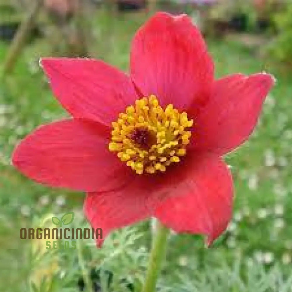 Pulsatilla Vulgaris ’Rosen Glocke’ (Rubra) Flower Seeds For Planting Stunning Red Bell-Shaped