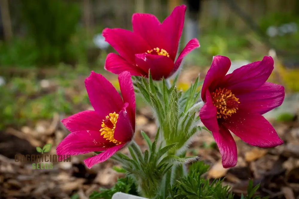 Pulsatilla Vulgaris ’Rosen Glocke’ (Rubra) Flower Seeds For Planting Stunning Red Bell-Shaped