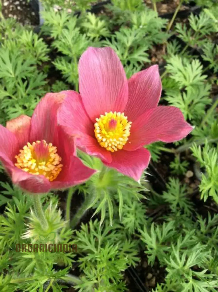 Pulsatilla Vulgaris ’Rosen Glocke’ (Rubra) Flower Seeds For Planting Stunning Red Bell-Shaped