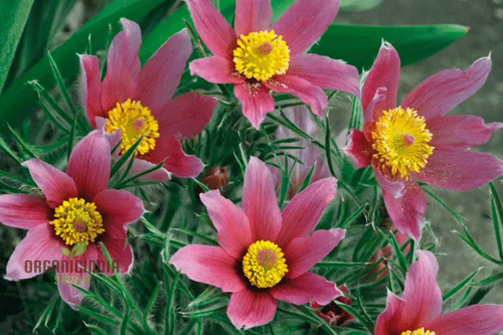 Pulsatilla Vulgaris ’Rosen Glocke’ (Rubra) Flower Seeds For Planting Stunning Red Bell-Shaped