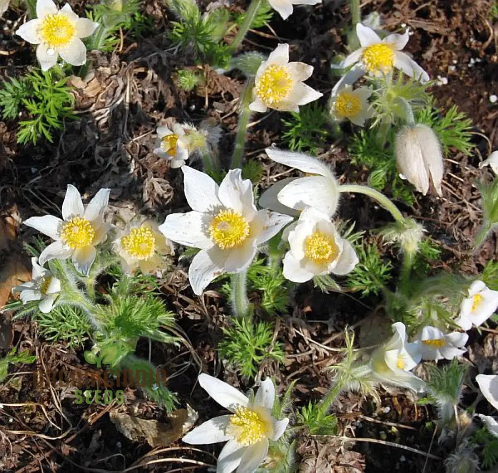 Pulsatilla â€™Weisse Schwanâ€™ Flower Seeds For Planting Elegant White Blooms For Your Garden