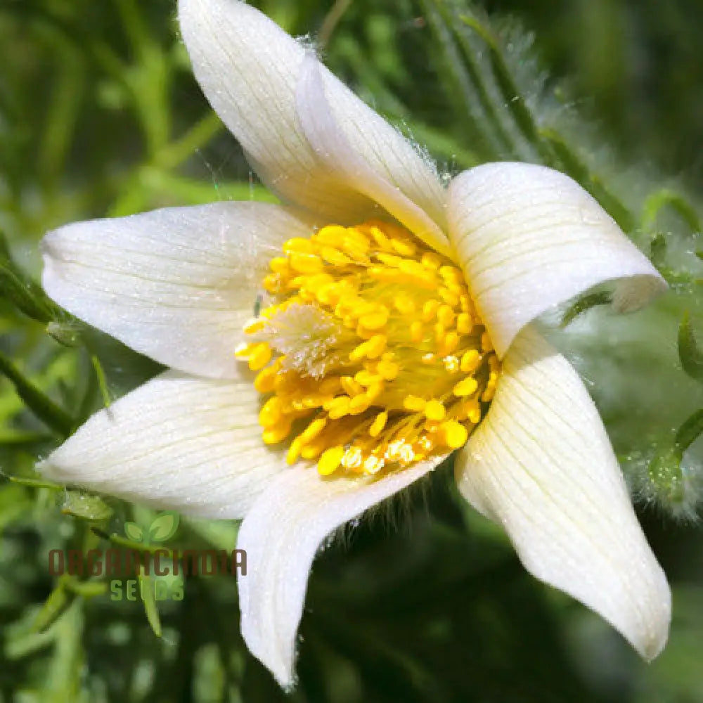 Pulsatilla â€™Weisse Schwanâ€™ Flower Seeds For Planting Elegant White Blooms For Your Garden