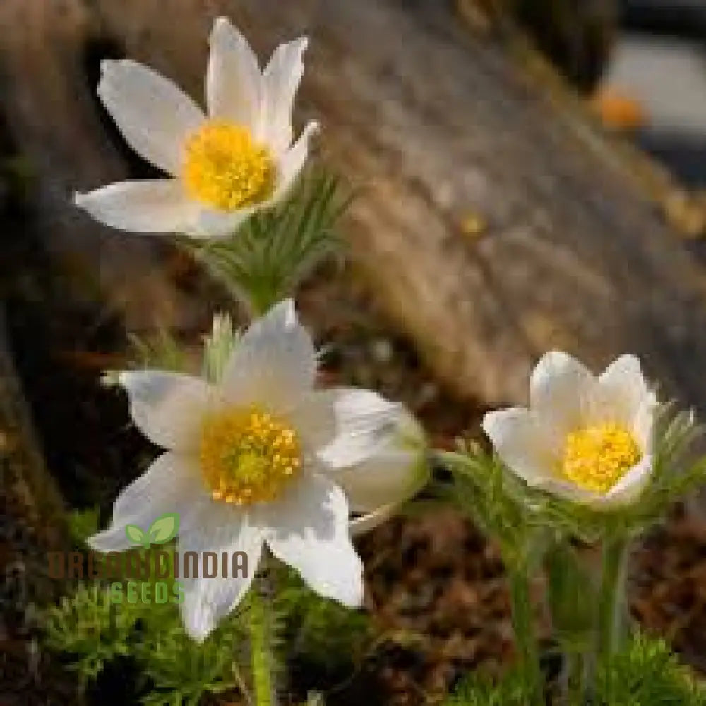 Pulsatilla â€™Weisse Schwanâ€™ Flower Seeds For Planting Elegant White Blooms For Your Garden