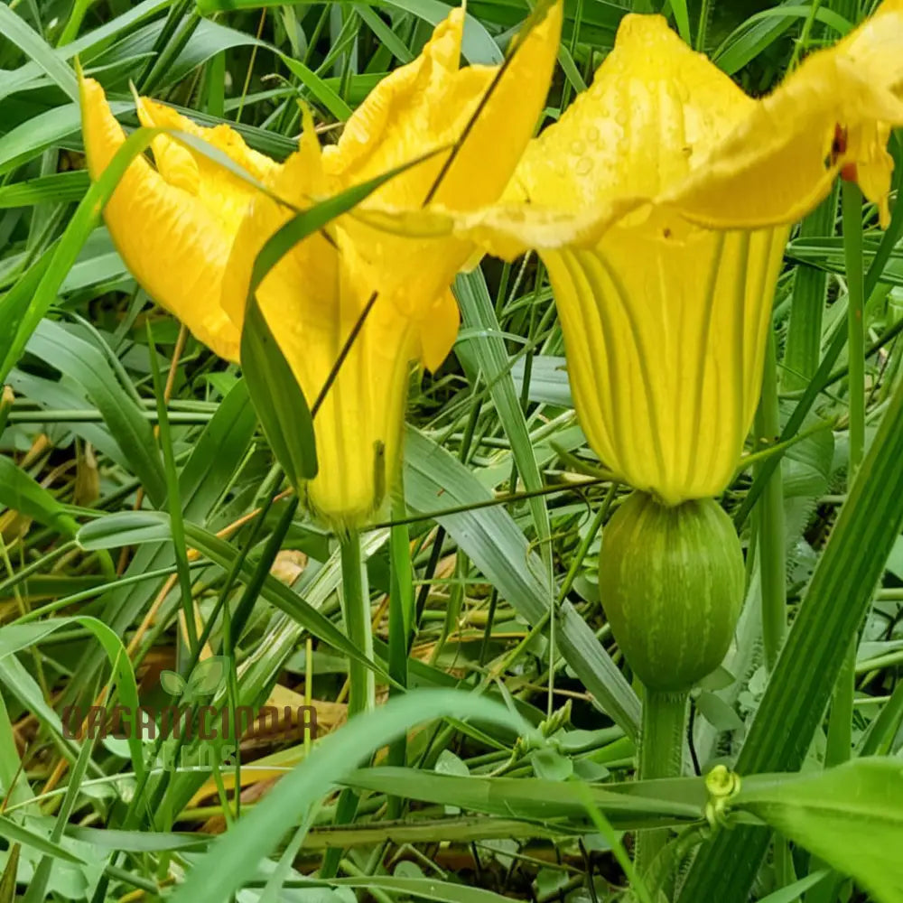 Pumpkin Blossom Seeds - Grow Beautiful And Edible Flowers In Your Garden