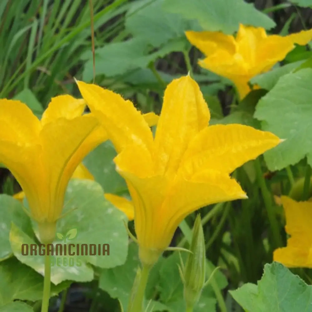 Pumpkin Blossom Seeds - Grow Beautiful And Edible Flowers In Your Garden