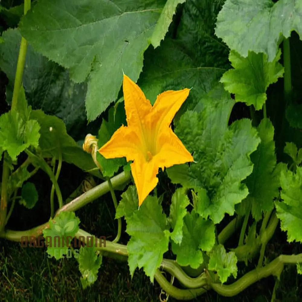 Pumpkin Blossom Seeds - Grow Beautiful And Edible Flowers In Your Garden