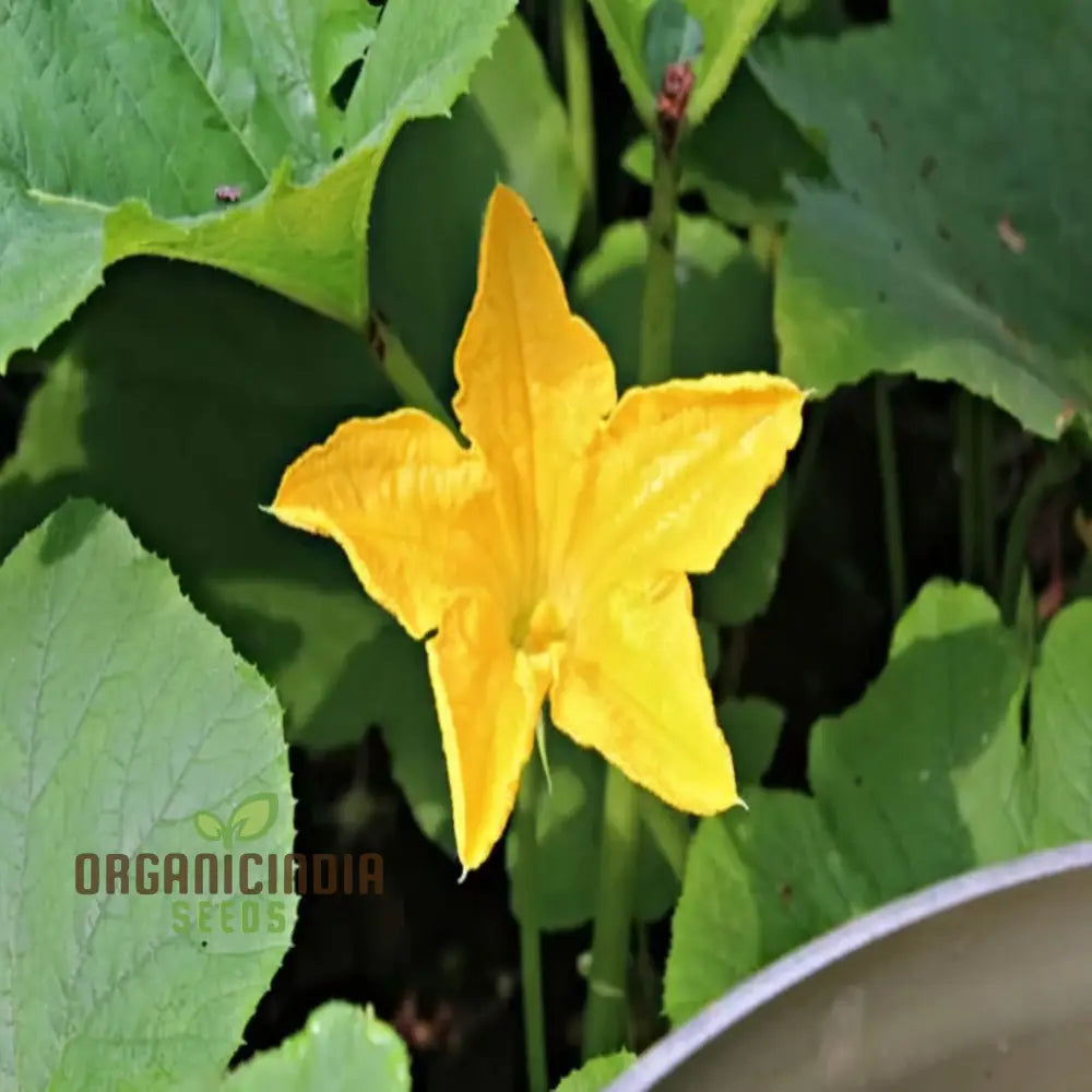 Pumpkin Blossom Seeds - Grow Beautiful And Edible Flowers In Your Garden