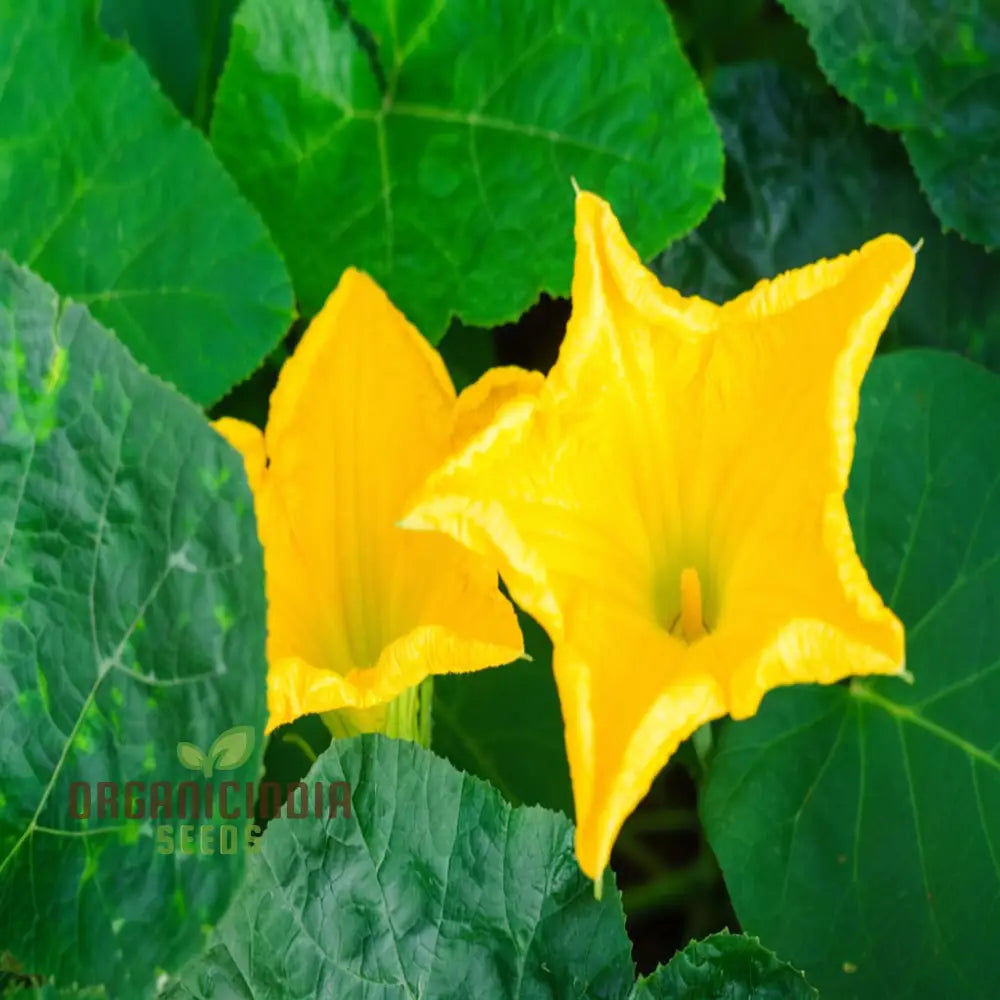 Pumpkin Blossom Seeds - Grow Beautiful And Edible Flowers In Your Garden