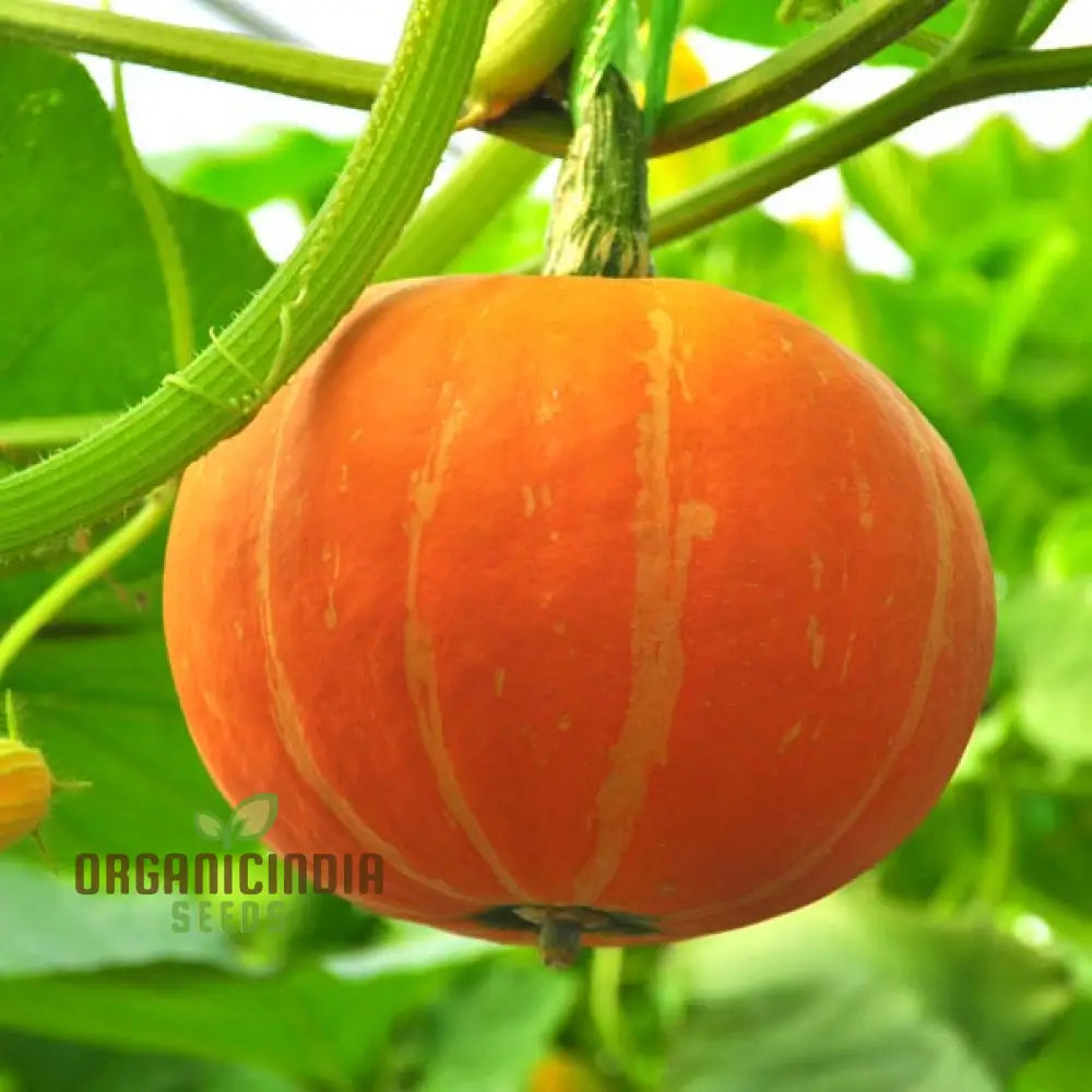 Pumpkin Cucurbita Seeds For Planting - 100 Pcs Vegetable