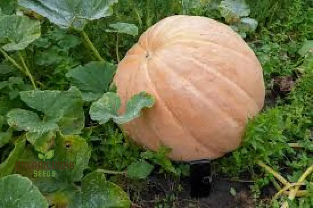 Pumpkin Cucurbita Seeds For Planting - 100 Pcs Vegetable