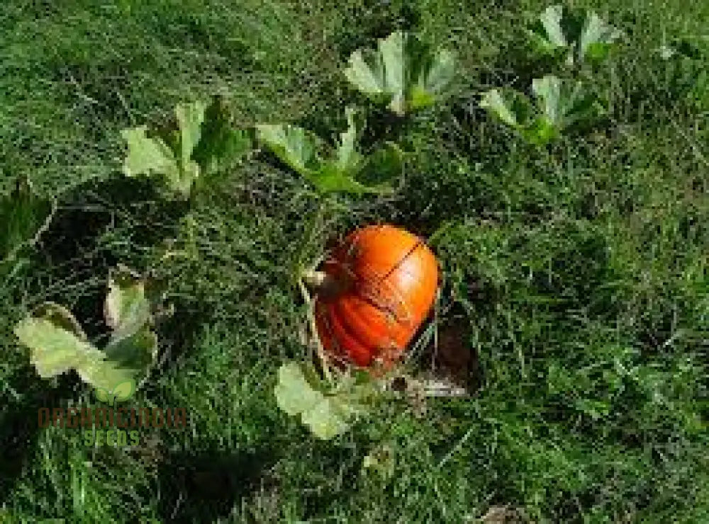 Pumpkin Cucurbita Seeds For Planting - 100 Pcs Vegetable