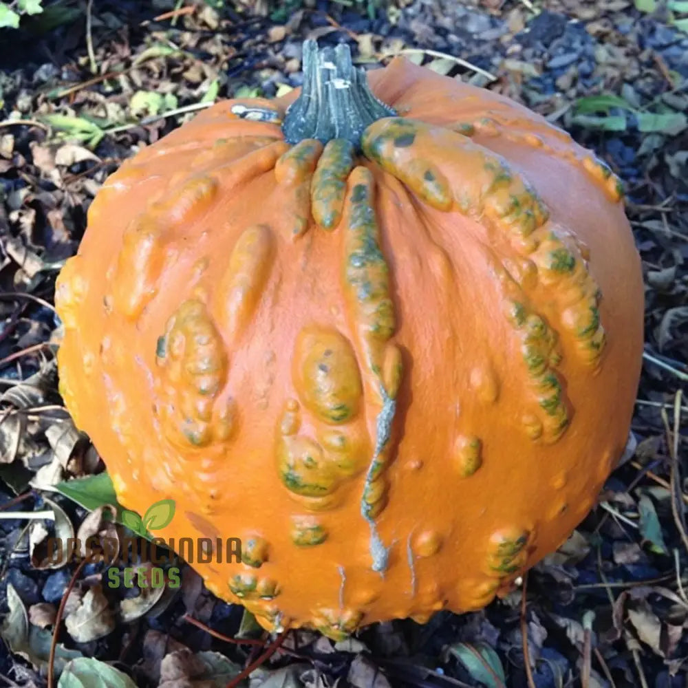 Pumpkin Knuckle Head Seeds – Elevate Your Gardening With Distinctive Eye-Catching Gourds!