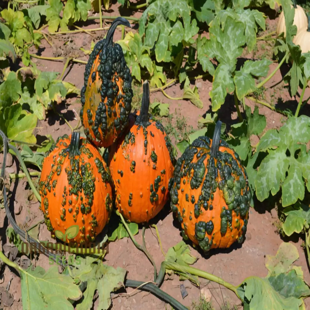 Pumpkin Knuckle Head Seeds – Elevate Your Gardening With Distinctive Eye-Catching Gourds!