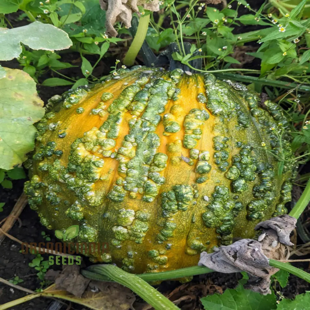 Pumpkin Knuckle Head Seeds – Elevate Your Gardening With Distinctive Eye-Catching Gourds!