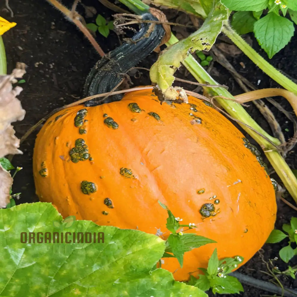 Pumpkin Knuckle Head Seeds – Elevate Your Gardening With Distinctive Eye-Catching Gourds!