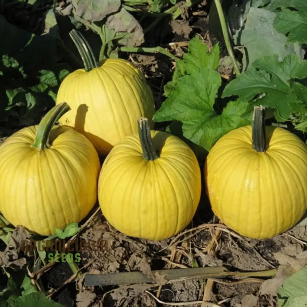 Pumpkin Mellow Yellow Seeds – Elevate Your Gardening With Golden-Hued Delicious Pumpkins!