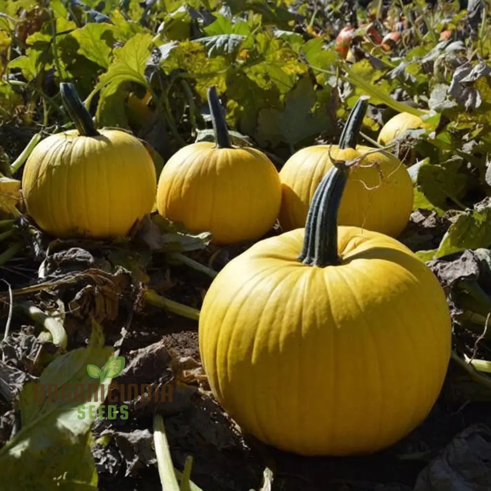 Pumpkin Mellow Yellow Seeds – Elevate Your Gardening With Golden-Hued Delicious Pumpkins!