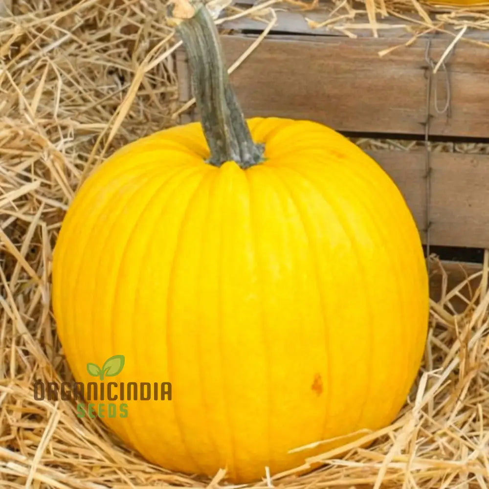 Pumpkin Mellow Yellow Seeds – Elevate Your Gardening With Golden-Hued Delicious Pumpkins!