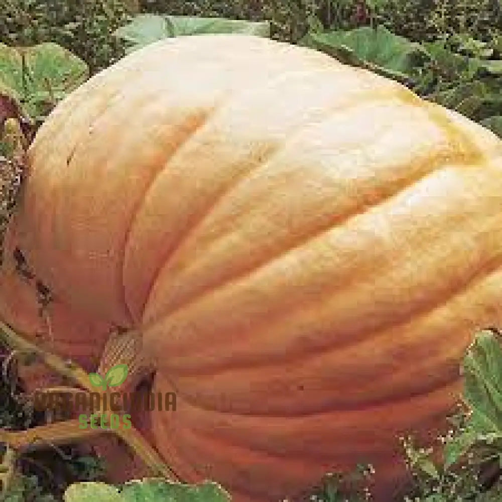 Pumpkin Seeds - Atlantic Giant | Premium For Gardening