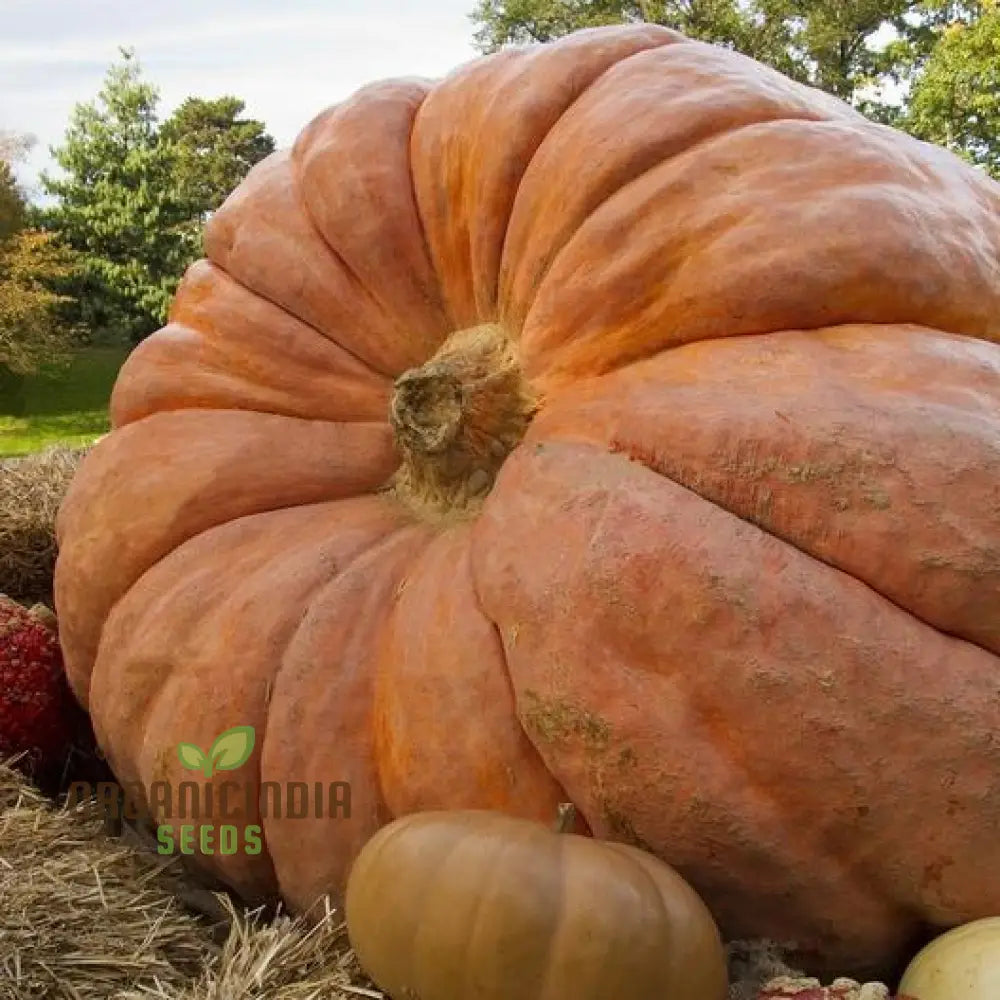 Pumpkin Seeds - Atlantic Giant | Premium For Gardening