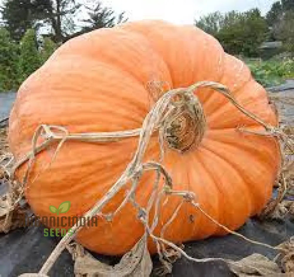 Pumpkin Seeds - Atlantic Giant | Premium For Gardening