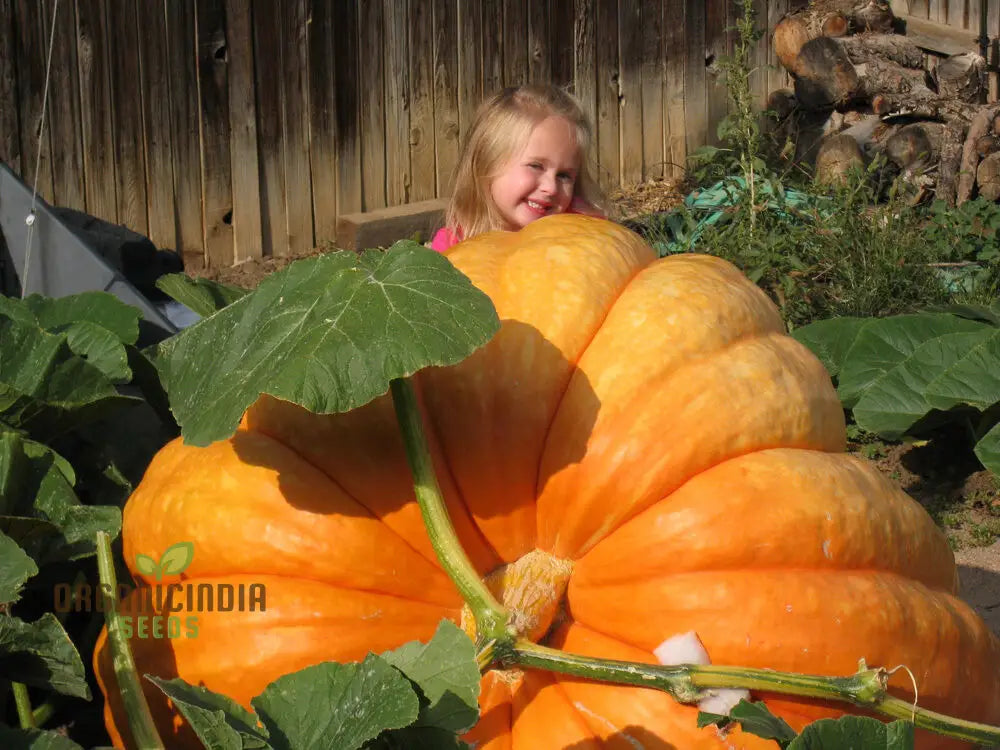 Pumpkin Seeds - Atlantic Giant | Premium For Gardening