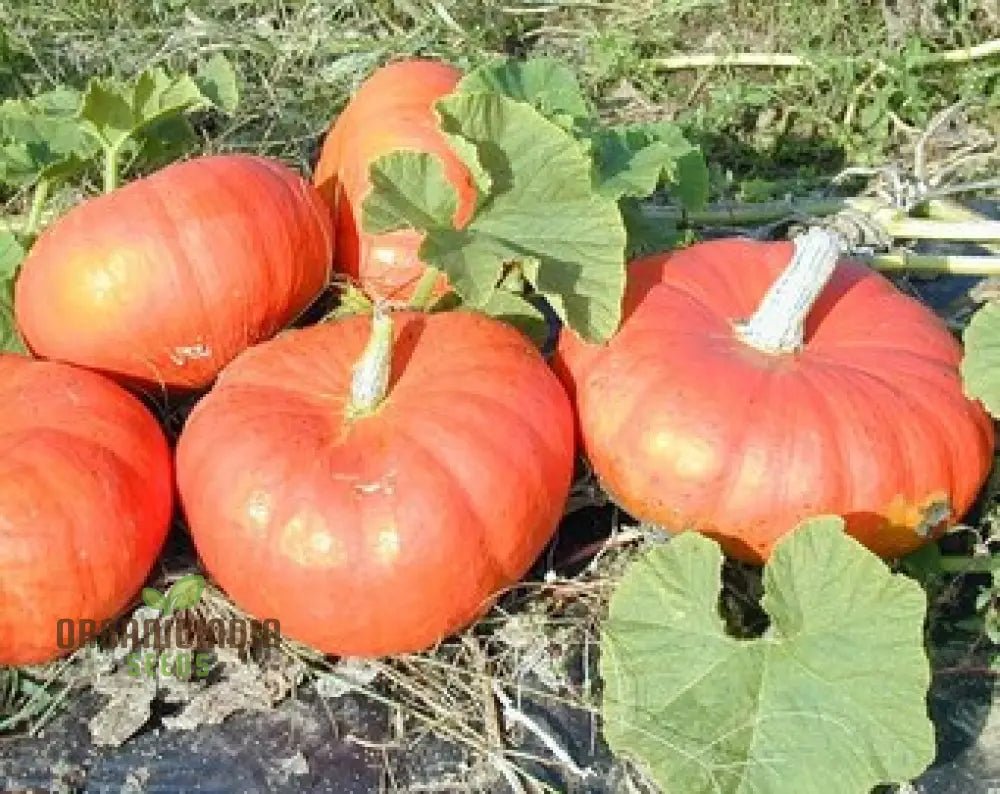 Pumpkin Seeds - Cinderella | Premium Gardening For Planting