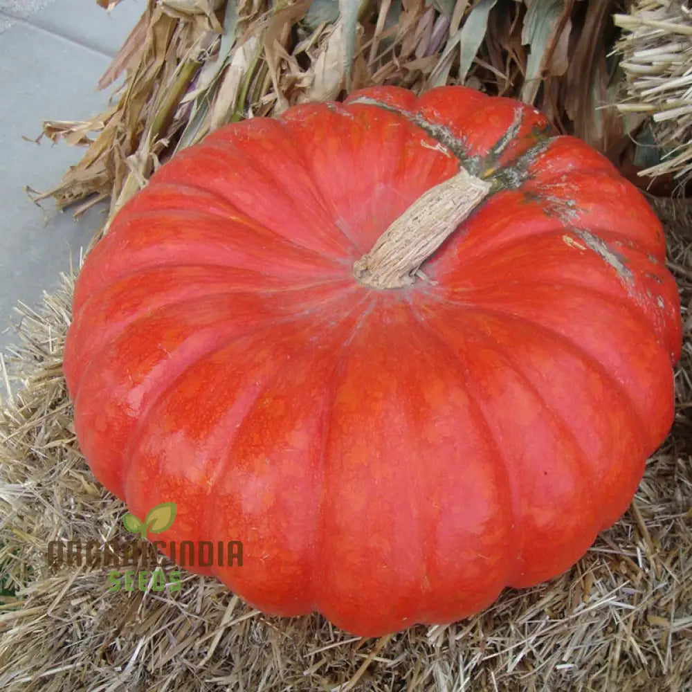 Pumpkin Seeds - Cinderella | Premium Gardening For Planting