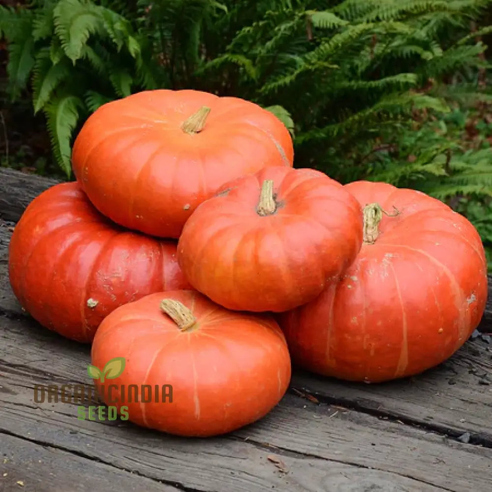 Pumpkin Seeds - Cinderella | Premium Gardening For Planting