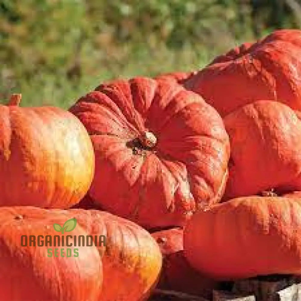 Pumpkin Seeds - Cinderella | Premium Gardening For Planting