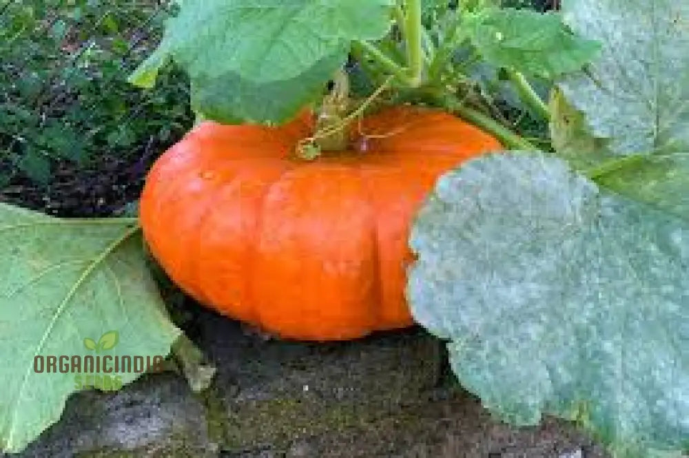 Pumpkin Seeds - Cinderella | Premium Gardening For Planting