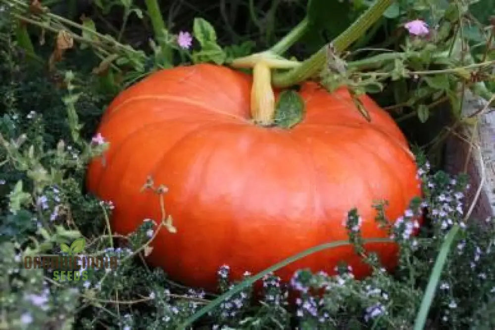 Pumpkin Seeds - Cinderella | Premium Gardening For Planting