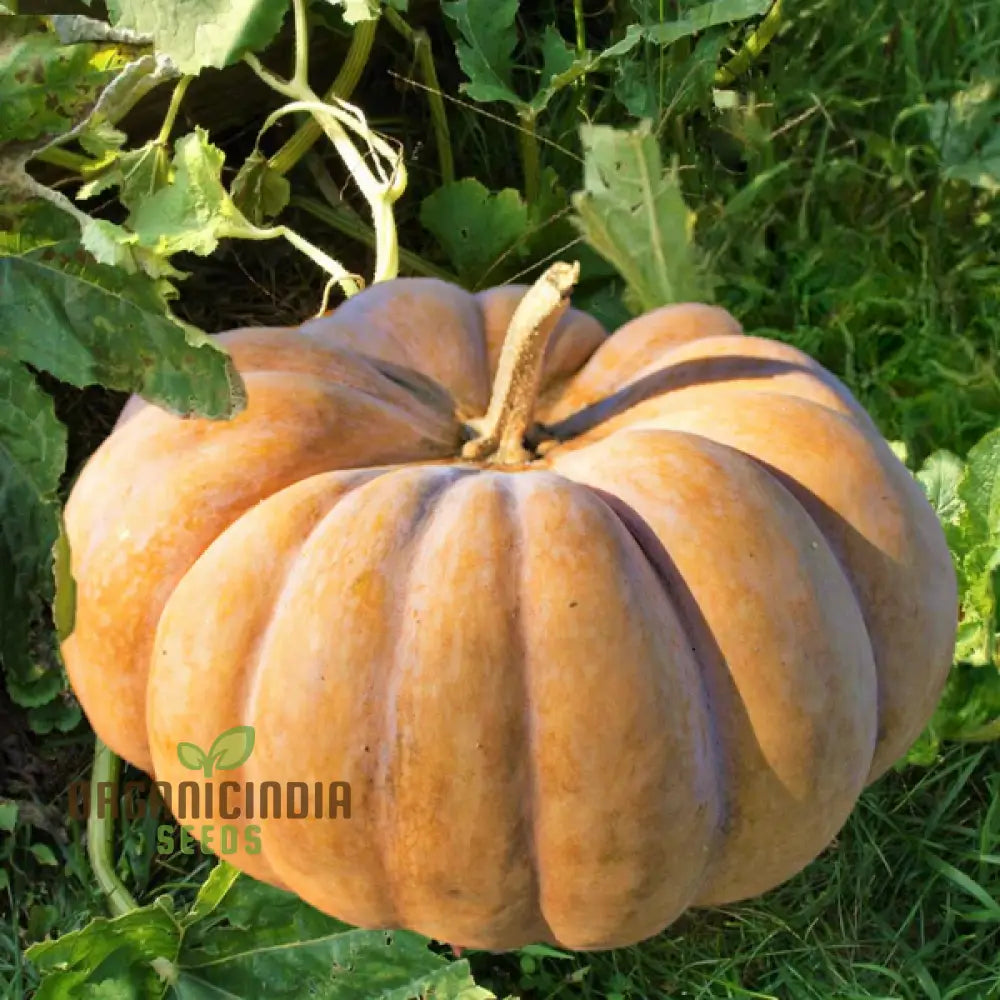 Pumpkin Seeds For Gardening - Premium Quality Your Garden