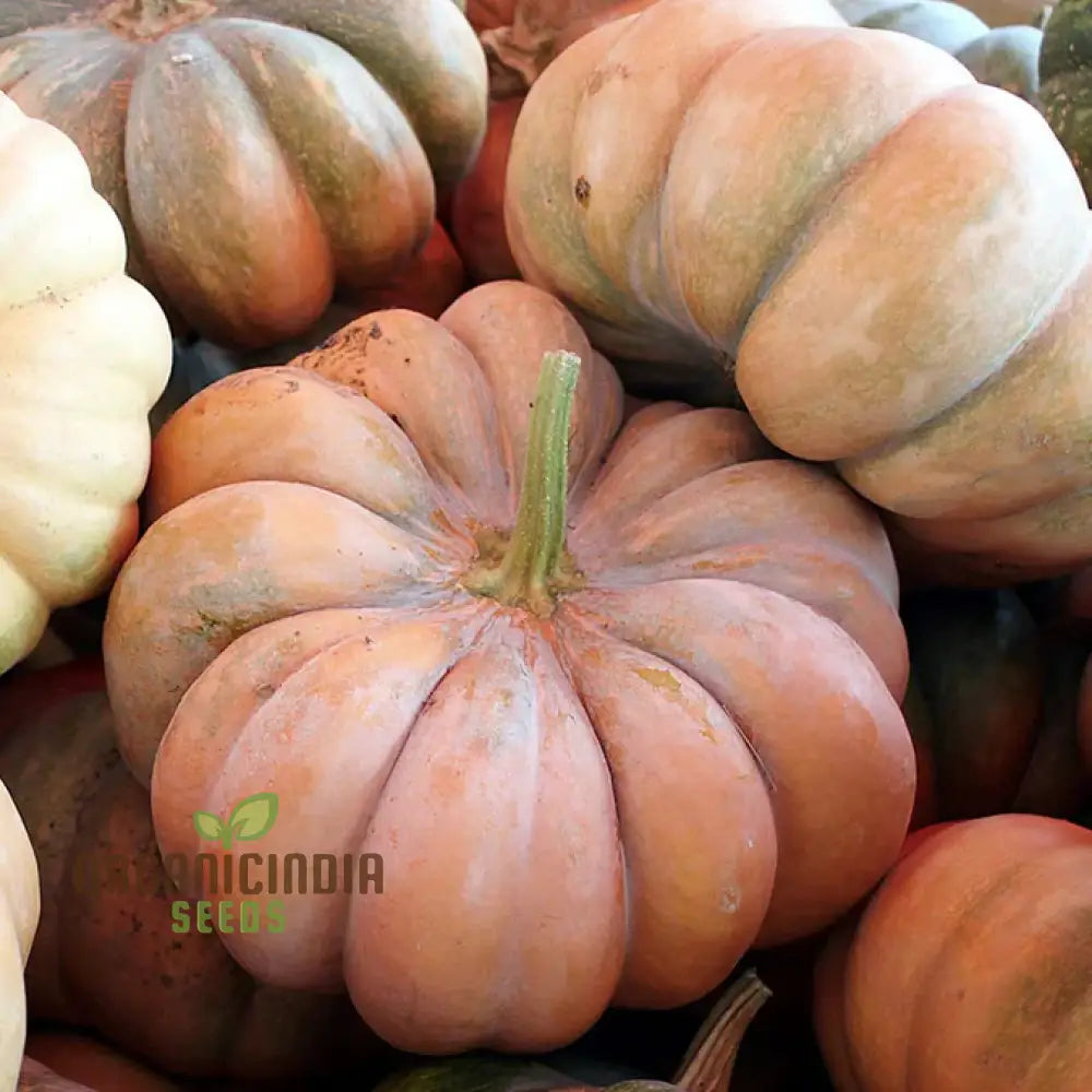 Pumpkin Seeds For Gardening - Premium Quality Your Garden