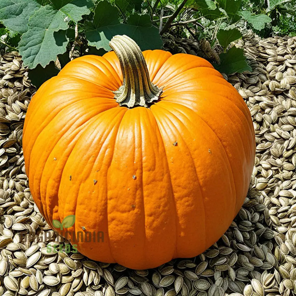 Pumpkin Seeds Organic For Planting Grow Your Own Pumpkins At Home Squash And Gourds