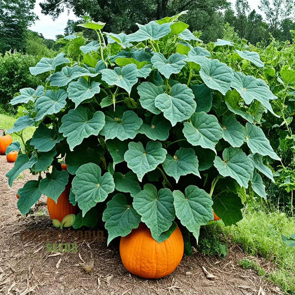 Pumpkin Seeds Organic For Planting Grow Your Own Pumpkins At Home Squash And Gourds