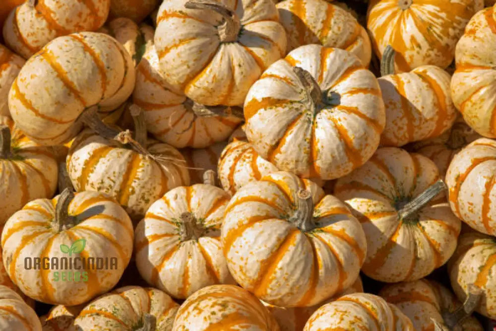 Pumpkin Seeds ’Sweet Lightning’ For Bountiful Harvests And Festive Garden Displays!