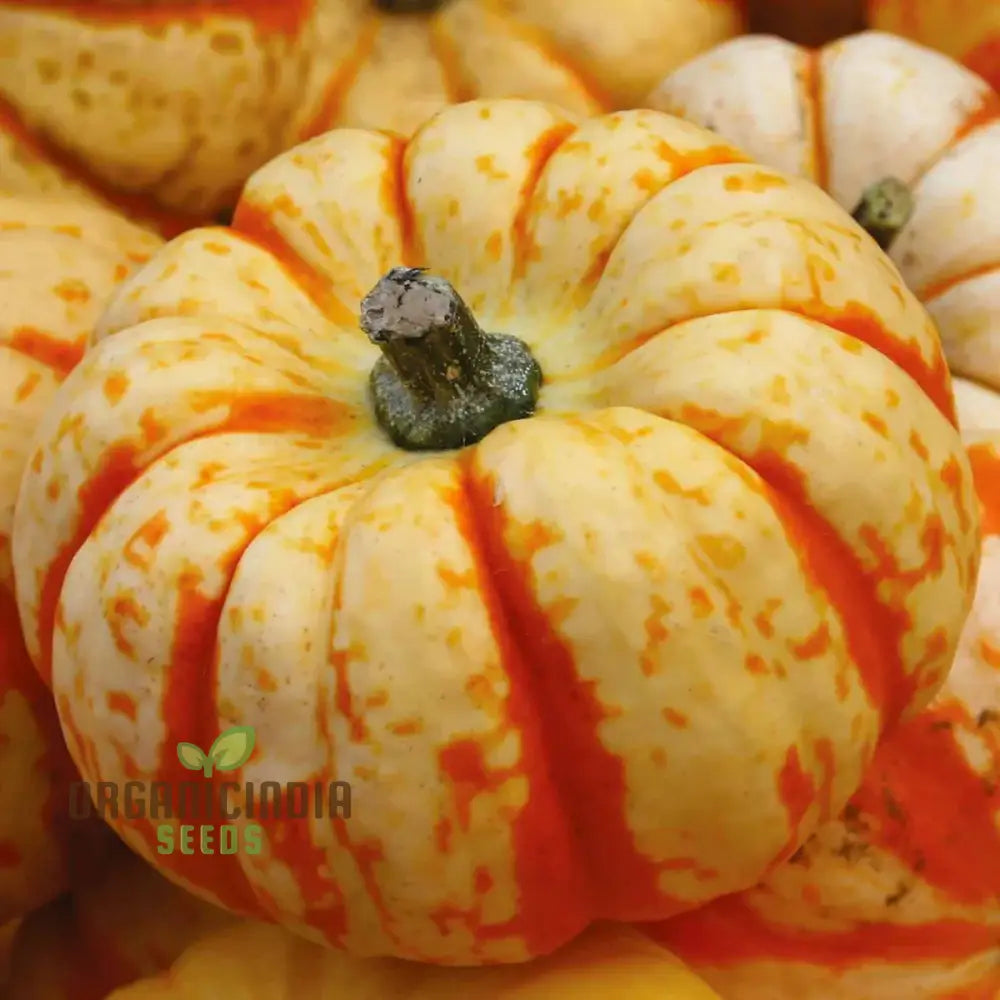 Pumpkin Seeds ’Sweet Lightning’ For Bountiful Harvests And Festive Garden Displays!