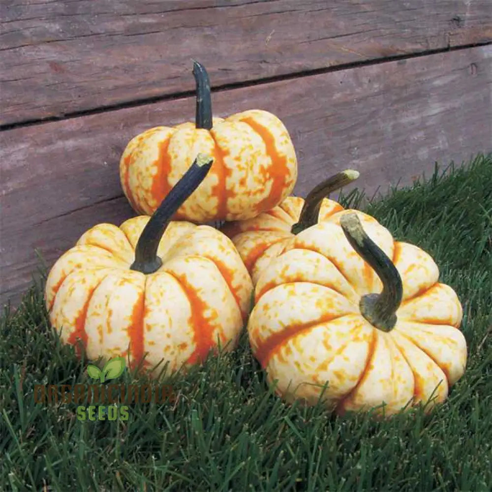 Pumpkin Seeds ’Sweet Lightning’ For Bountiful Harvests And Festive Garden Displays!