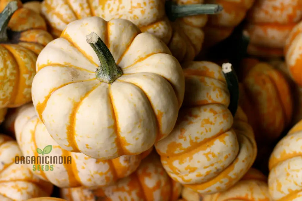 Pumpkin Seeds ’Sweet Lightning’ For Bountiful Harvests And Festive Garden Displays!