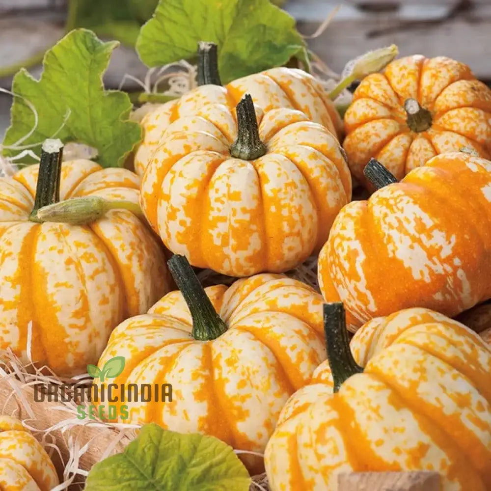 Pumpkin Seeds ’Sweet Lightning’ For Bountiful Harvests And Festive Garden Displays!