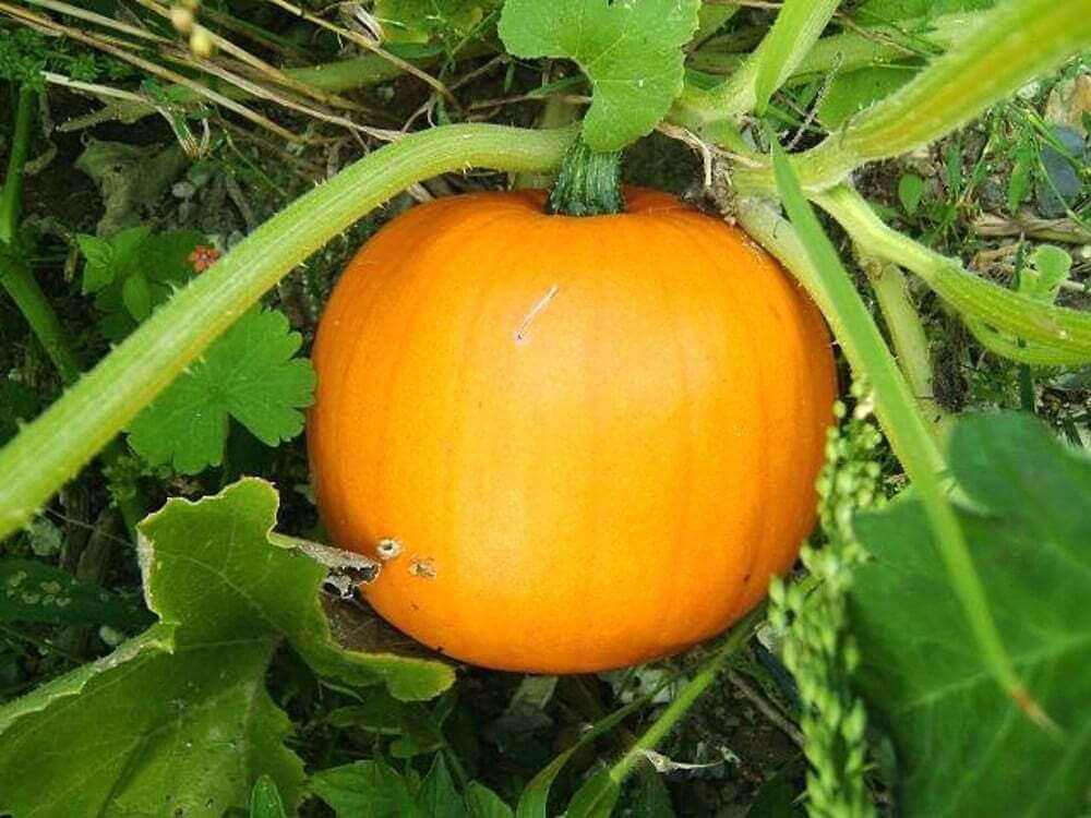 Pumpkin Cucurbita Seeds for Planting - 100 pcs