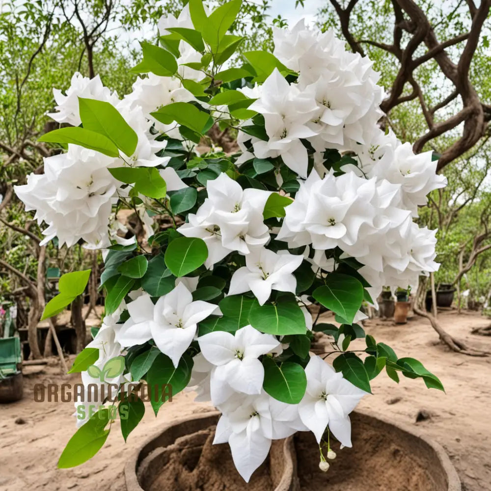 Pure Elegance White Bougainvillea Seed Assortment Enhance Your Garden With Pristine Beauty Climbers