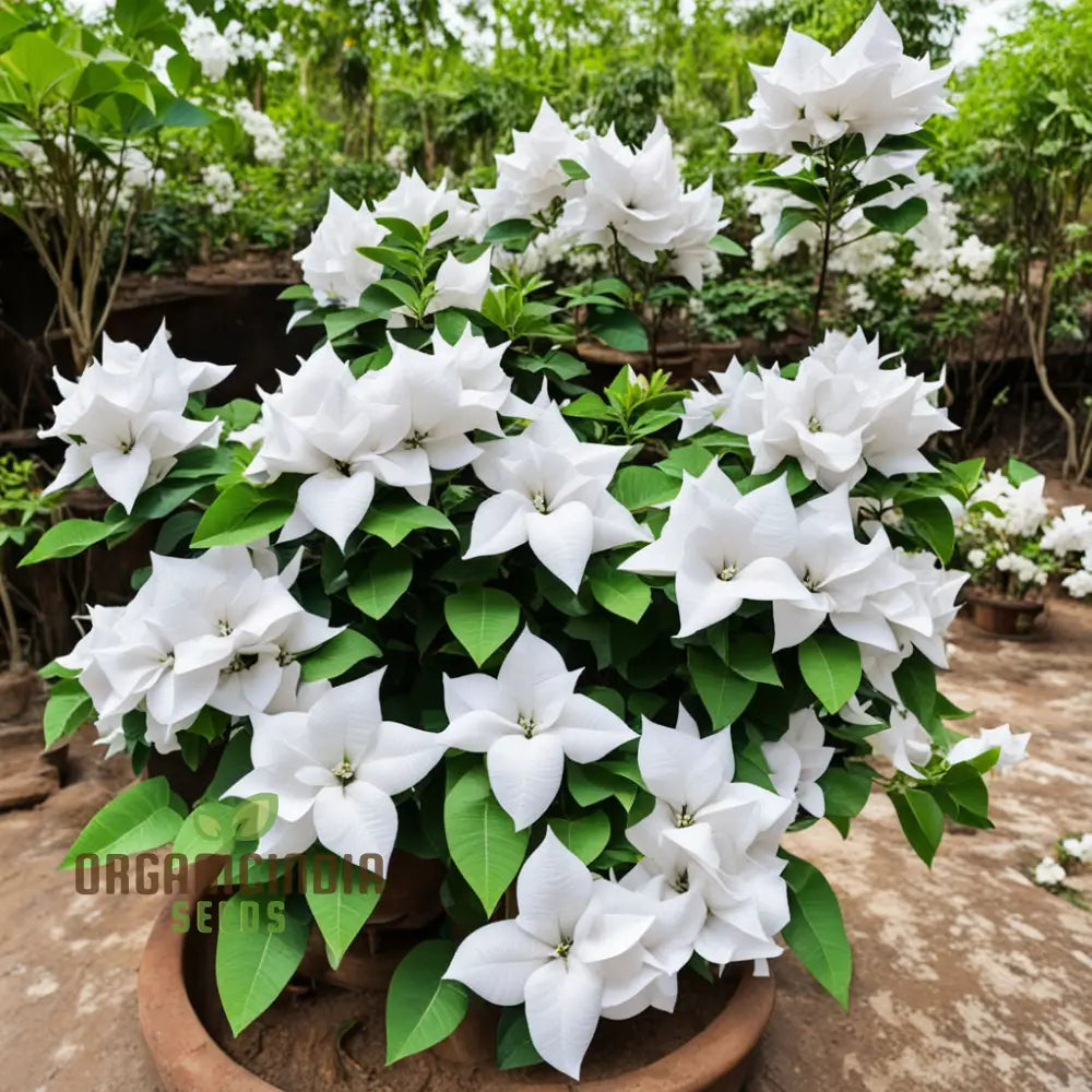 Pure Elegance White Bougainvillea Seed Assortment Enhance Your Garden With Pristine Beauty Climbers