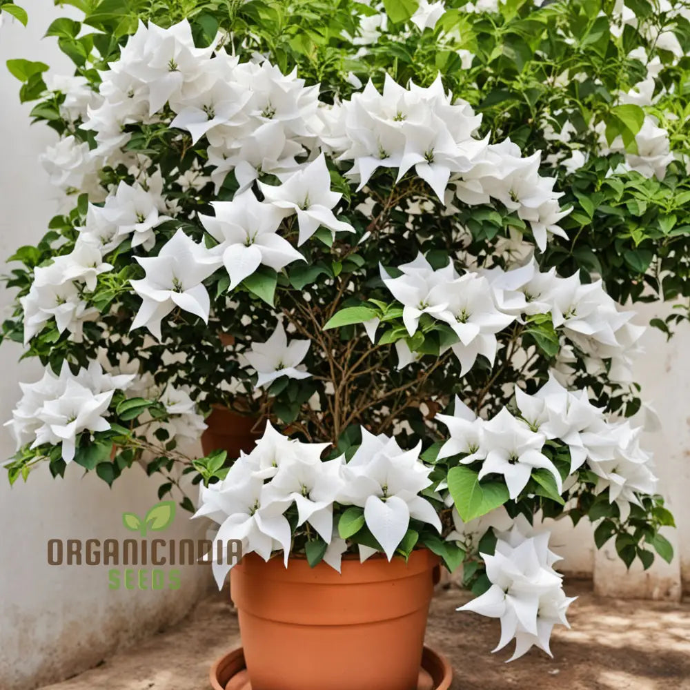 Pure Elegance White Bougainvillea Seed Assortment Enhance Your Garden With Pristine Beauty Climbers