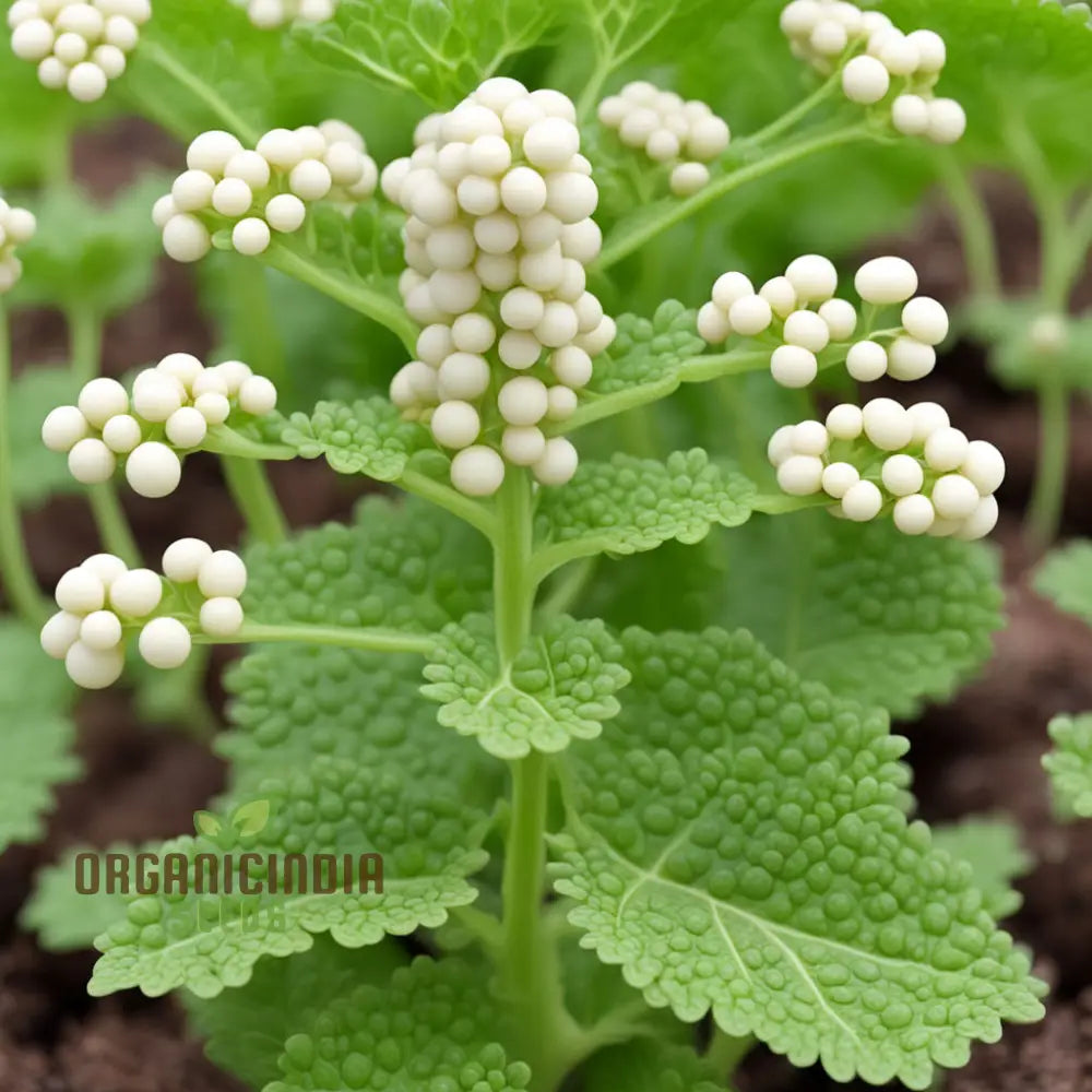 Pure Essence White Mustard Seeds Cultivate Your Garden With Delicate Flavor And Elegance Leafy