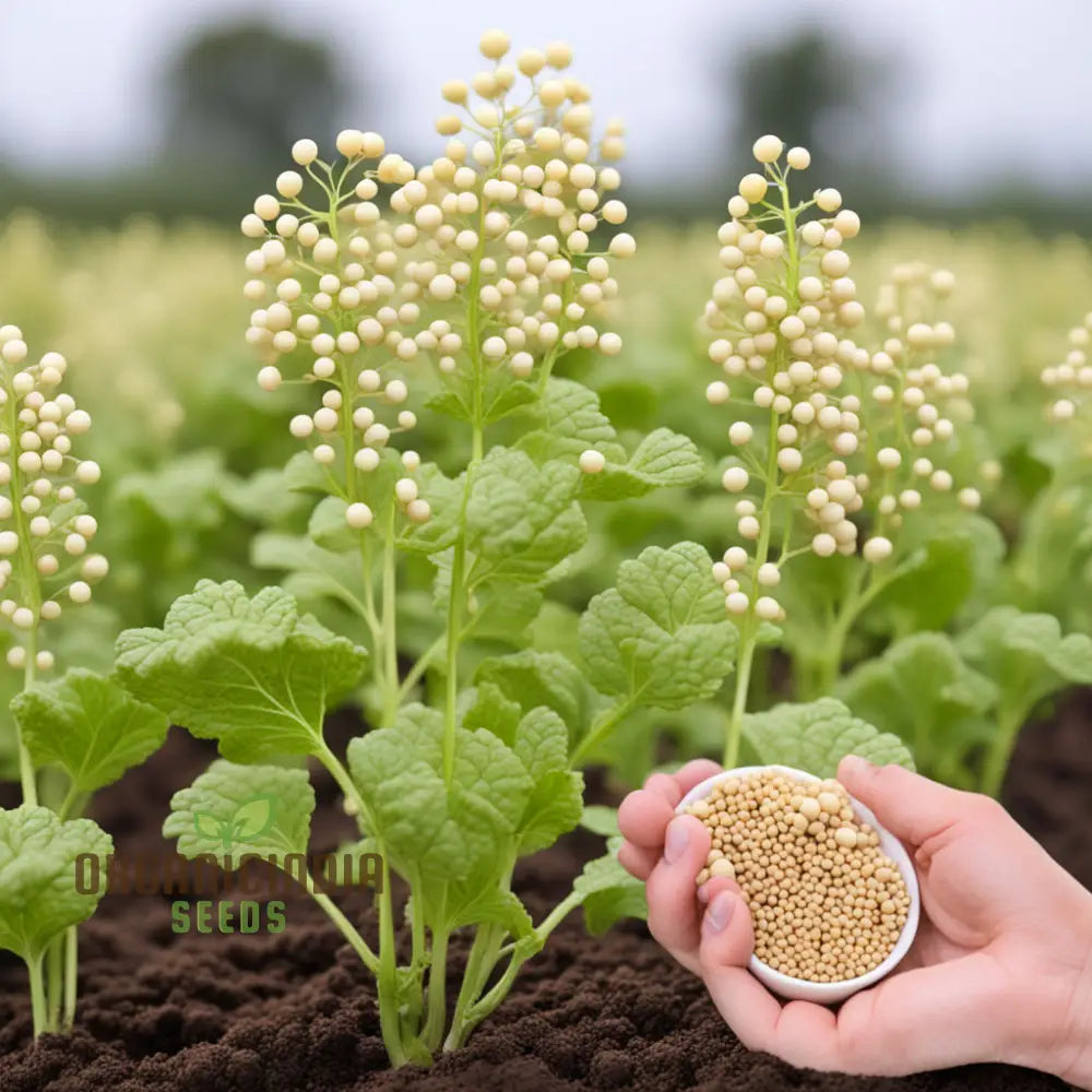 Pure Essence White Mustard Seeds Cultivate Your Garden With Delicate Flavor And Elegance Leafy