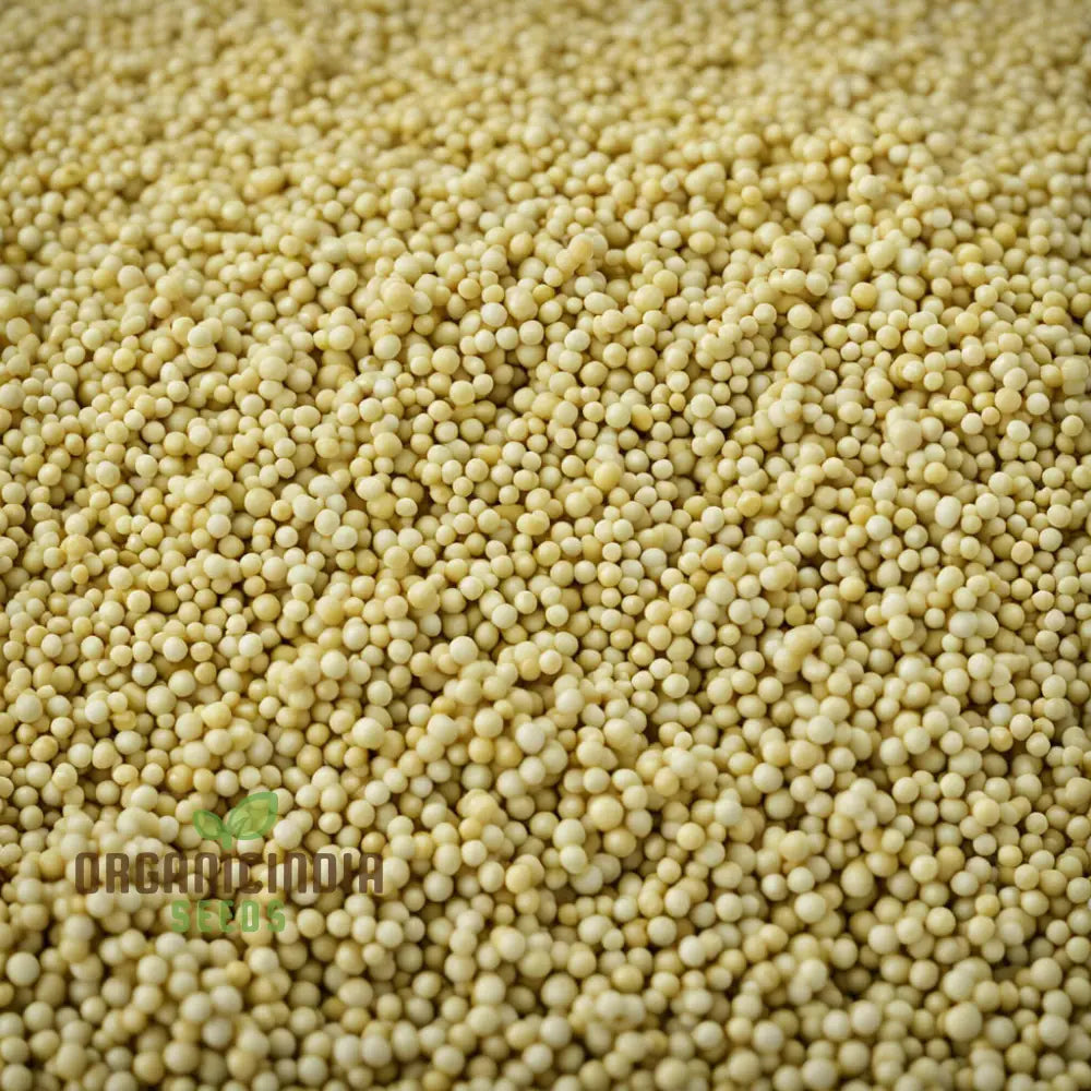 Pure Essence White Mustard Seeds Cultivate Your Garden With Delicate Flavor And Elegance Leafy